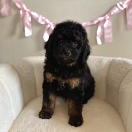 Prince Charming - Tri-color male Bernedoodle puppy in Munster, Indiana from Miranda’s Sunshine Poodles and Doodles