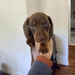 Dachshund Puppies from Adorable Doxxies