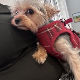 Yorkshire Terrier Puppies from Joy Riley's Yorkies