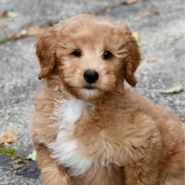 Orange boy - Red male Bernedoodle puppy in Waukesha, Wisconsin from Bernedoodle Boutique (and Cavapoos)