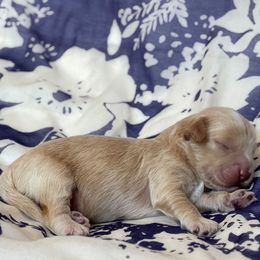 Oats - Caramel ice male Australian Labradoodle puppy in Fremont, New Hampshire from Birchwood Labradoodles