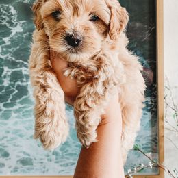 Aussiedoodle, Cockapoo, Miniature Australian Shepherd, and Poodle Puppies from Benson’s Red River Aussies