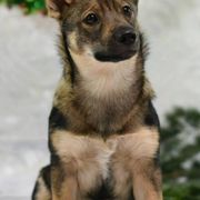 Swedish Vallhunds from Vallhollow Swedish Vallhunds