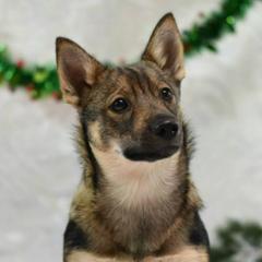 Swedish Vallhunds from Vallhollow Swedish Vallhunds