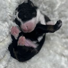 Bernedoodle Puppies from Jeanie’s Doodles