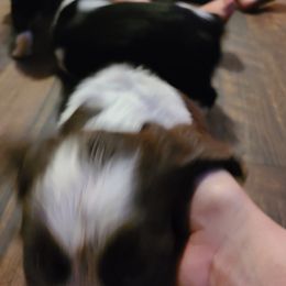 English Springer Spaniel Puppies from Savannah River Springers