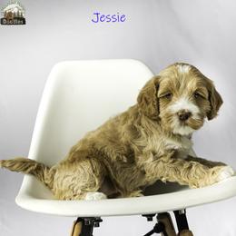 Jessie - Apricot female Australian Labradoodle puppy in Cashmere, Washington from Mountain Home Doodles