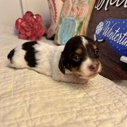 Udina - Piebald female Dachshund puppy in Hensley, Arkansas from The Dachshund Barn