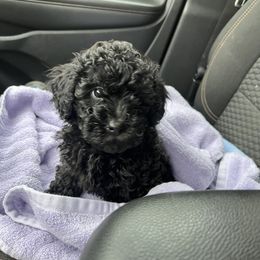 Maltipoo Puppies from Awwws&Pawws