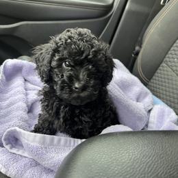 Maltipoo Puppies from Awwws&Pawws