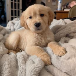 Red - Golden female Golden Retriever puppy in Madison, Ohio from Heckmans English Cream Golden Retrievers
