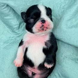 Male 2 - Brindle and white male Boston Terrier puppy in Shell Knob, Missouri from Stoneridge Kennel