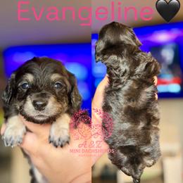 Evangeline - Black and cream female Dachshund puppy in Hornbeck, Louisiana from A&Z Mini Dachshunds