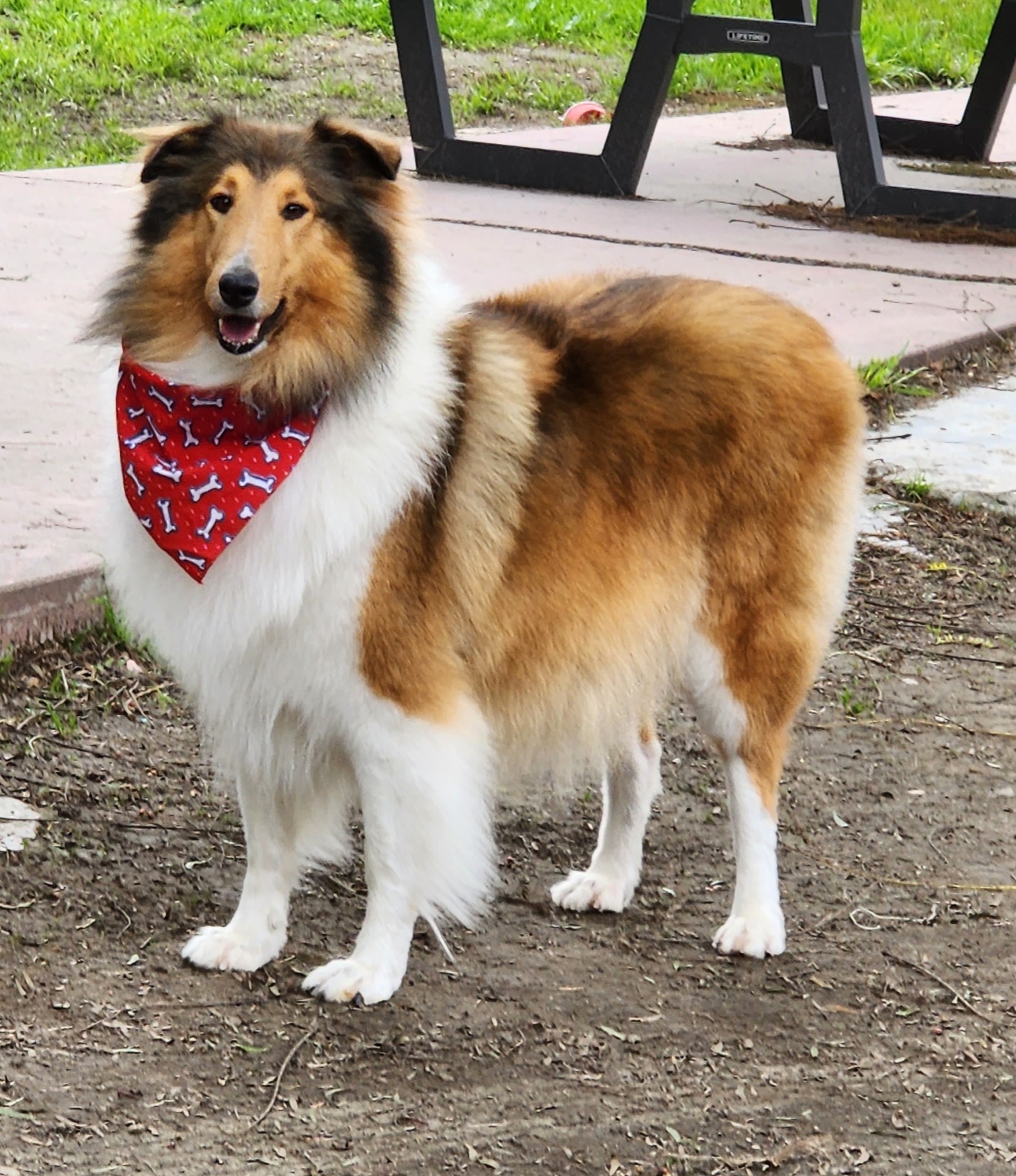 Luna - Collie