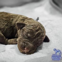 Purple Girl - Liver female Bedlington Terrier puppy in Rincon, Georgia from Prismic Bedlington Terriers