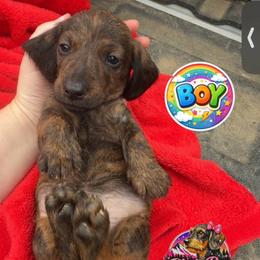 Bb - Brindle male Dachshund puppy in Livingston, Kentucky from Illyria Dox & GSD