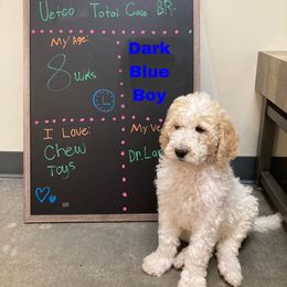 Boy 2 - Goldendoodle puppy in Gonzales, Louisiana from Honey Dream Doodles