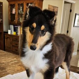 ATLAS - Black white and tan male Collie puppy in Lancaster, California from Kaslynkay's Collies