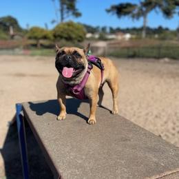 French Bulldogs from Catuiza Frenchies