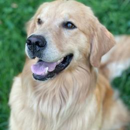 Bell - Golden Retriever