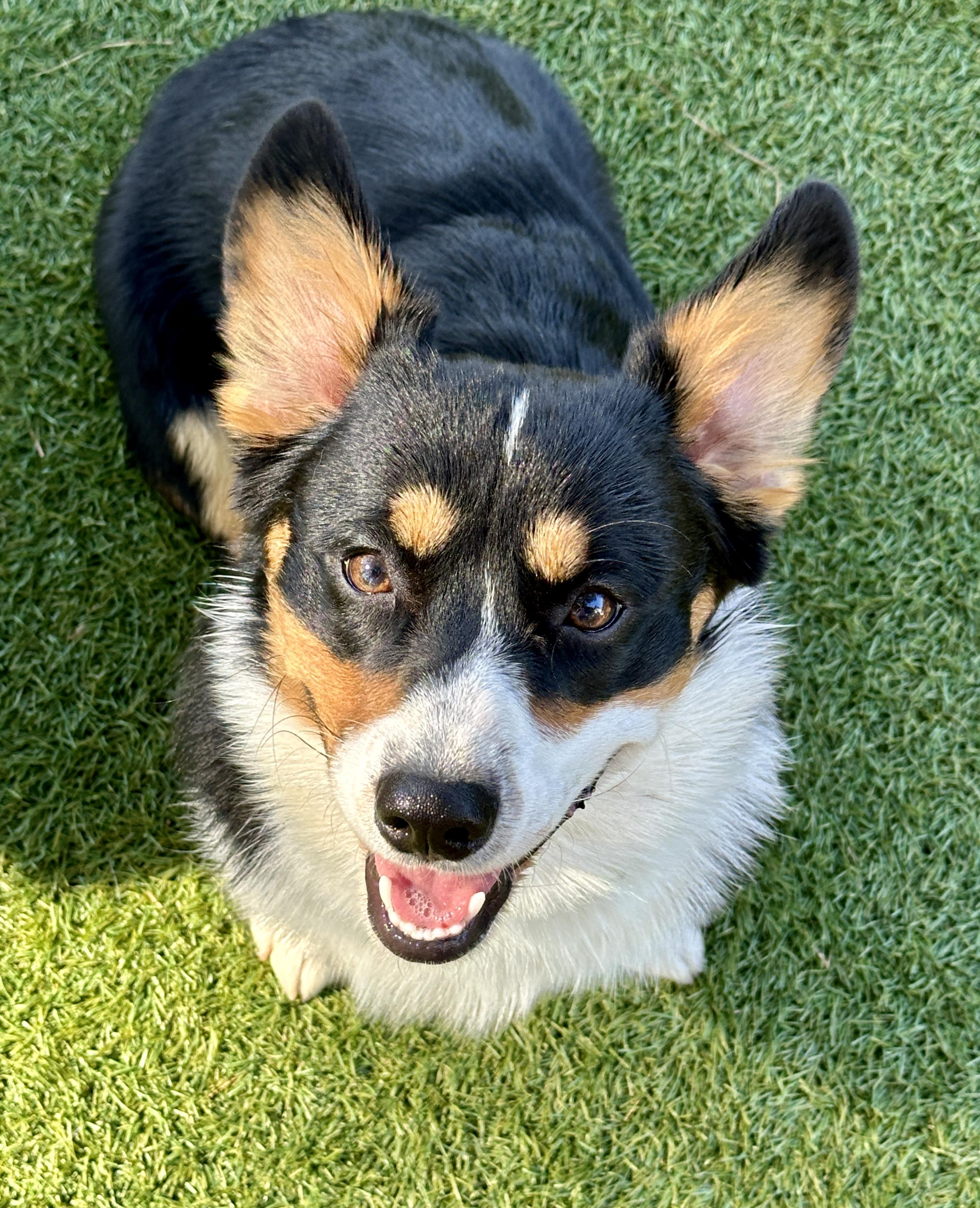 Loki