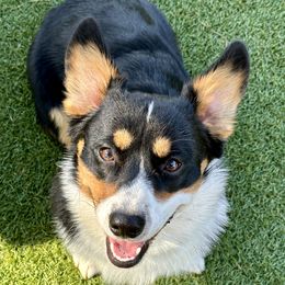 Loki - Pembroke Welsh Corgi