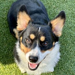Loki - Pembroke Welsh Corgi