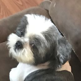 Oreo - Shih Tzu