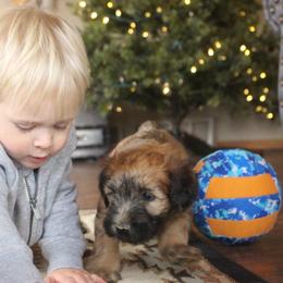 Australian Shepherd and Soft Coated Wheaten Terrier Puppies from Ironwood Ridge Kennels