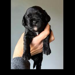 Fry - Black male Cavapoo puppy in Battle Lake, Minnesota from Panda Puppies