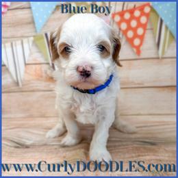 Blue Boy - Parti male Goldendoodle puppy in Taneytown, Maryland from Curlydoodles