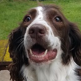 English Springer Spaniels from Jackpine Forest Springers