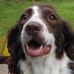 English Springer Spaniels from Jackpine Forest Springers