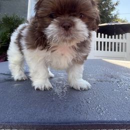Rusty - Liver and white male Shih Tzu puppy in Rockville Centre, New York from Magnolia Tzus