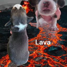 Lava - Black fawn and white female Beagle puppy in Brockway, Pennsylvania from Sugar Hill Hounds