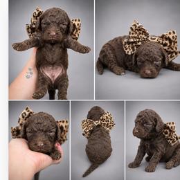 Sapphire - Phantom female Goldendoodle puppy in Delphos, Ohio from Route 66 Poodles & Doodles, Sapphire Shih-tzu's of Ohio