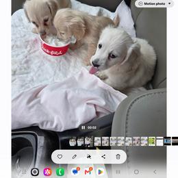 Ellie may girl - Cream female Dachshund puppy in Ashford, Alabama from Precious Little Lap Babies