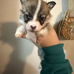 Nalas boy - Sable male Pembroke Welsh Corgi puppy in White Sulfur Springs, Montana from Montana Shorties
