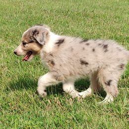Border Collie Puppies from Bond Border Collies