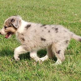 Border Collie Puppies from Bond Border Collies