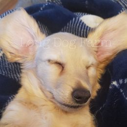 Dachshund Puppies from Long Dog Farm