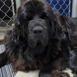 Patsie - Newfoundland
