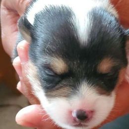 Cora Bella - Pembroke Welsh Corgi puppy in New Mexico from Crystal's Pembroke Welsh Corgis