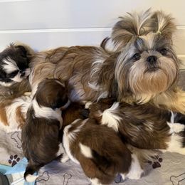 AKC Butterscotch (Champion Bloodlines) - Tricolor male Shih Tzu puppy in Long Beach, California from Prieto Shih-Tzu's