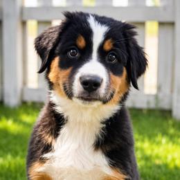 Elsie- Black Tri - Black tri-color female Australian Shepherd puppy in Hugo, Colorado from Frying Pan Ranch Australian Shepherds