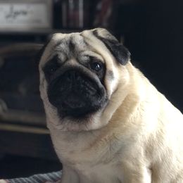 Molly - Pug