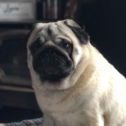 Molly - Pug
