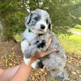 Aussiedoodle Puppies from Doodle Duo