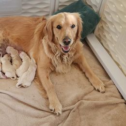 Golden Retrievers from Kacie My Girl Goldens