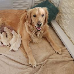 Golden Retrievers from Kacie My Girl Goldens